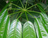 家居植物小百科：大叶伞养殖方法